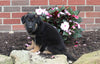 AKC Registered German Shepherd For Sale Millersburg OH Female-Nellie