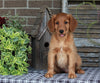 Medium F1BB Goldendoodle For Sale Millersburg OH Male-Delmar