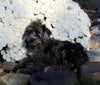 F1B Medium Labradoodle For Sale Millersburg OH Male-Felix