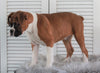 AKC Registered Boxer For Sale Millersburg, OH Female- Addie