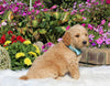Goldendoodle For Sale Sugarcreek OH Male-Patrick