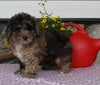 ACA Registered Mini Poodle For Sale Sugarcreek OH Male-Kenny