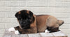 AKC Registered Akita For Sale Millersburg, OH Female- Stella