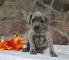AKC Registered Cane Corso For Sale Wooster OH Female-Diana