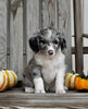 Aussiedoodle For Sale Millersburg OH Female-Keisha MAKE AN OFFER