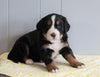 AKC Registered Bernese Mountain Dog For Sale Millersburg, OH Female- Calli