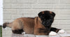 AKC Registered Akita For Sale Millersburg, OH Female- Stella