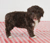Mini Aussiedoodle For Sale Sugarcreek OH Male-Skipper