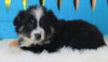 Mini Australian Shepherd For Sale Fredericksburg OH-Male Romeo