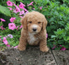 F1BB Mini Labradoodle For Sale Millersburg OH Male-Enzo