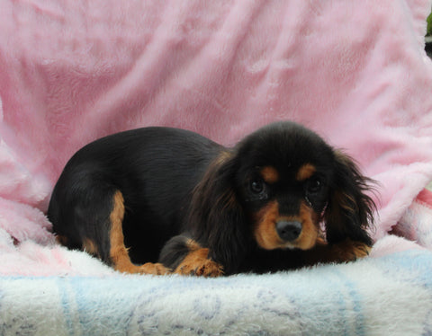Cavalier For Sale Millersburg OH Female-Hannah