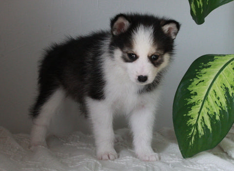 Pomsky For Sale Fredericksburg, OH Female- Dusty