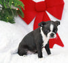 AKC Registered Boston Terrier For Sale Warsaw, OH Female- Ellie