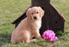 AKC Registered Golden Retriever For Sale Fredericksburg, OH Female- Leila