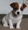 Jack Russel Terrier For Sale Fredericksburg OH Female-Sophia