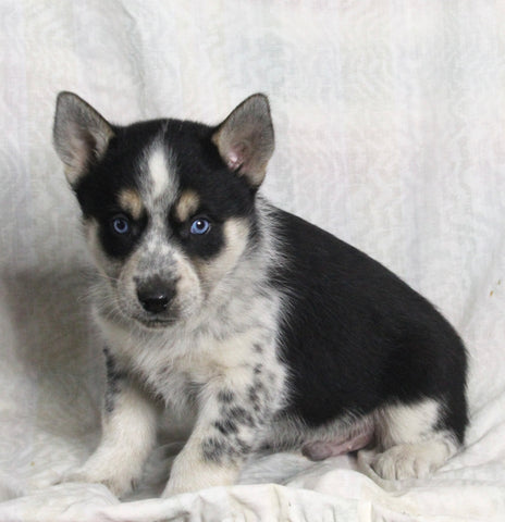Texas Heeler Siberian Husky Mix For Sale Fredericksburg OH Male-Teddy