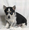 Texas Heeler Siberian Husky Mix For Sale Fredericksburg OH Male-Teddy
