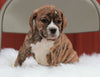 Beabull For Sale Wooster, OH Male- Milo