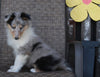 Collie Lassie For Sale Fredricksburg OH Female-Roxanne