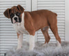 AKC Registered Boxer For Sale Millersburg, OH Female- Addie
