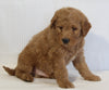 Mini Goldendoodle For Sale Beach City OH Male-Zeus