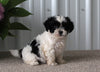Shih-Poo For Sale Dundee OH Male-Riley