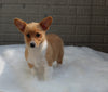 Pembroke Welch Corgi For Sale Millersburg OH Female-Penelope