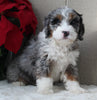 Mini Bernedoodle For Sale Millersburg OH Female-Emily