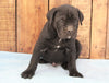 AKC Registered Cane Corso For Sale Wooster, OH Male- Duke