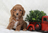 Cockapoo For Sale Millersburg, OH Male- Cobe