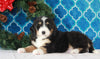 Bernedoodle (Standard) For Sale Sugarcreek, OH Male- Chase