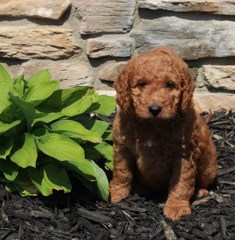 Mini Goldendoodle For Sale Sugarcreek OH Male-Jake