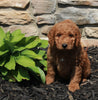 Mini Goldendoodle For Sale Sugarcreek OH Male-Jake