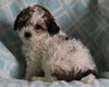 Shih-Poo For Sale Applecreek OH Female-Gracie
