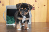 German Shepherd Mix For Sale Millersburg OH Male-Logan