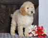 Mini F1BB Labradoodle For Sale Millersburg, OH Male- Zeke