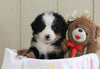 AKC Registered Bernese Mountain Dog For Sale Brinkhaven, OH Female- Rose