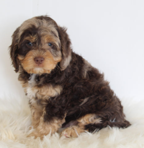 Cavapoo For Sale Beach City OH Male-Milkyway