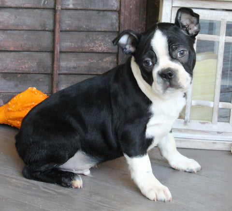 AKC Registered Boston Terrier For Sale Wooster OH Male-Harvey