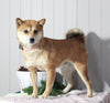 AKC Registered Shiba Inu For Sale Dundee, OH Male- Banjo