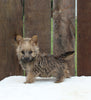 AKC Registered Cairn Terrier Millersburg OH -Female Roxanne
