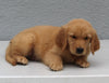 AKC Registered Golden Retriever For Sale Brinkhaven OH Male-Dash