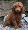 Goldendoodle For Sale Millersburg OH Male-Noah