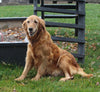 AKC Registered Golden Retriever For Sale Fredericksburg OH Male-Lewie