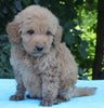 Mini Goldendoodle For Sale Millersburg OH Male-Pheonix