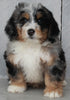 Mini Bernedoodle For Sale Millersburg OH Male-Taylor