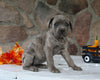 AKC Registered Cane Corso For Sale Wooster OH Female-Diana