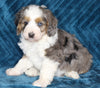 Mini Bernedoodle For Sale Dundee OH Female-Macey