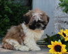 ACA Registered Shih-Tzu For Sale Millersburg OH Male-Conner