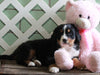 AKC Registered Bernese Mountain Dog For Sale Millersburg, OH Female- Cammi